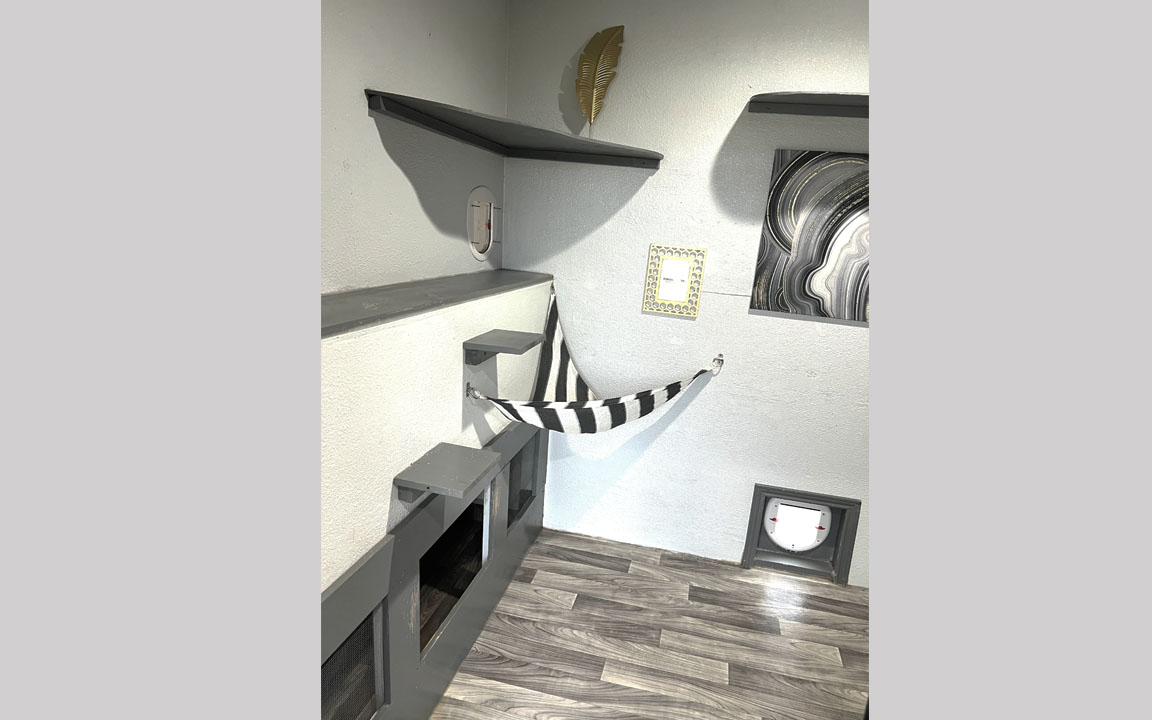 Bengal Kittens for sale near me